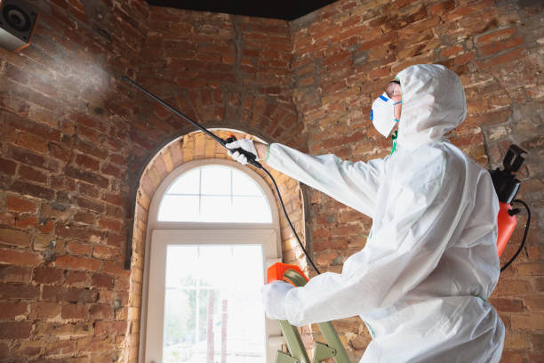 Professional Mold Removal in San Fernando, CA